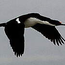 Cormoran de Magellan
