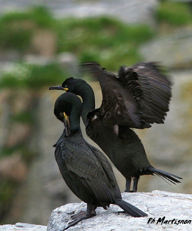 Cormoran huppé, identification