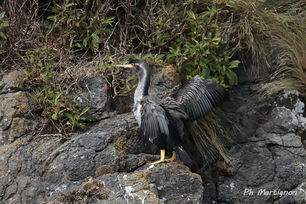 Cormoran moucheté, identification