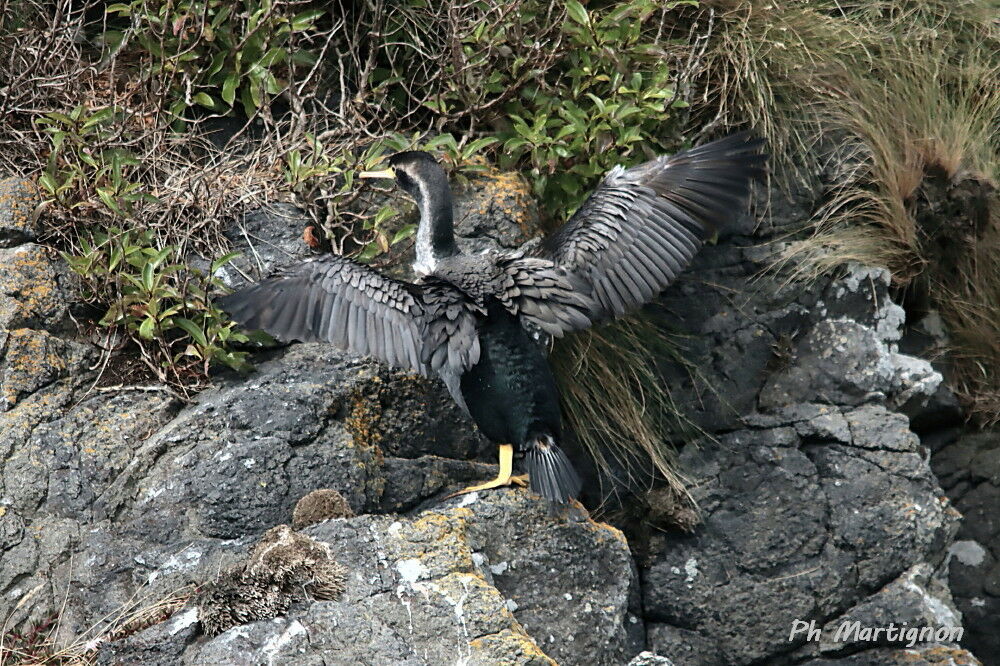 Cormoran moucheté, identification