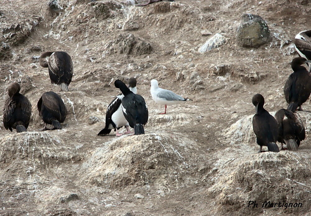 Cormoran moucheté, identification, parade