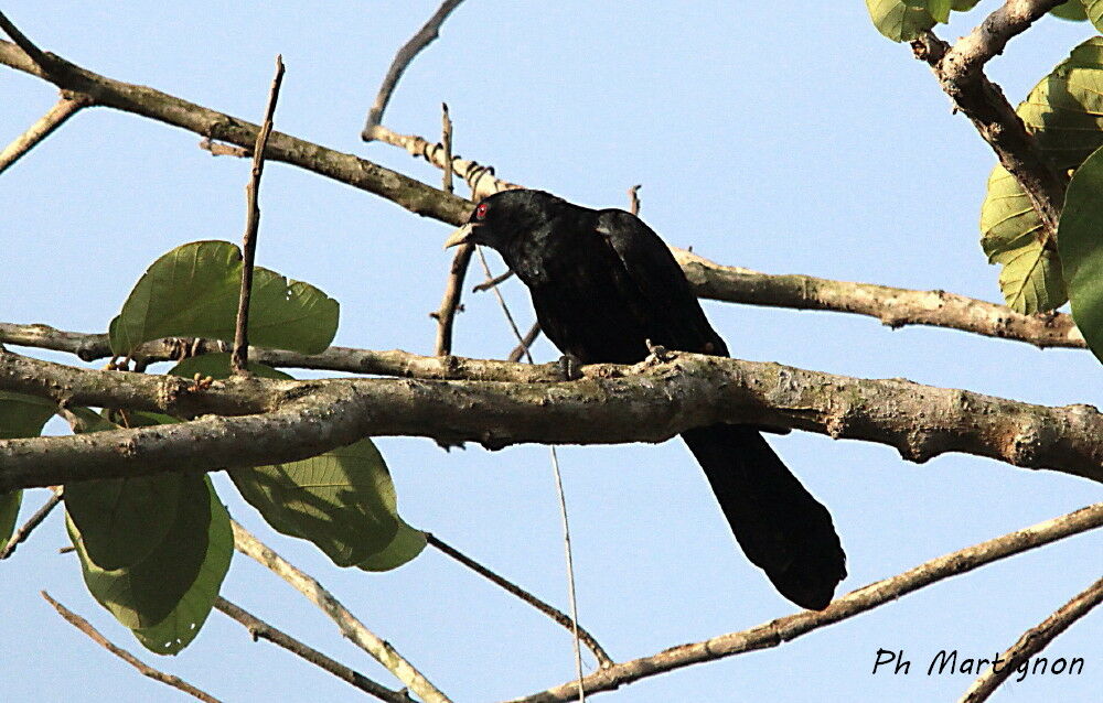 Asian Koel male, identification