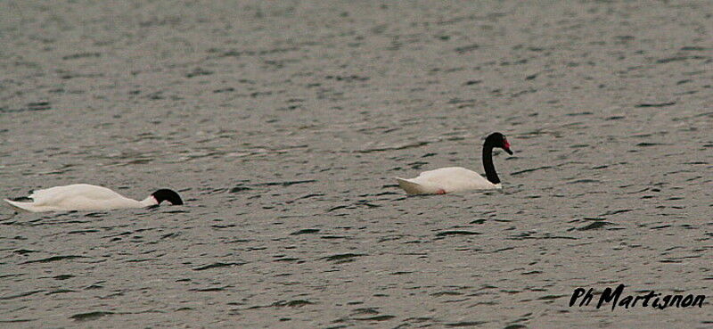 Cygne à cou noir
