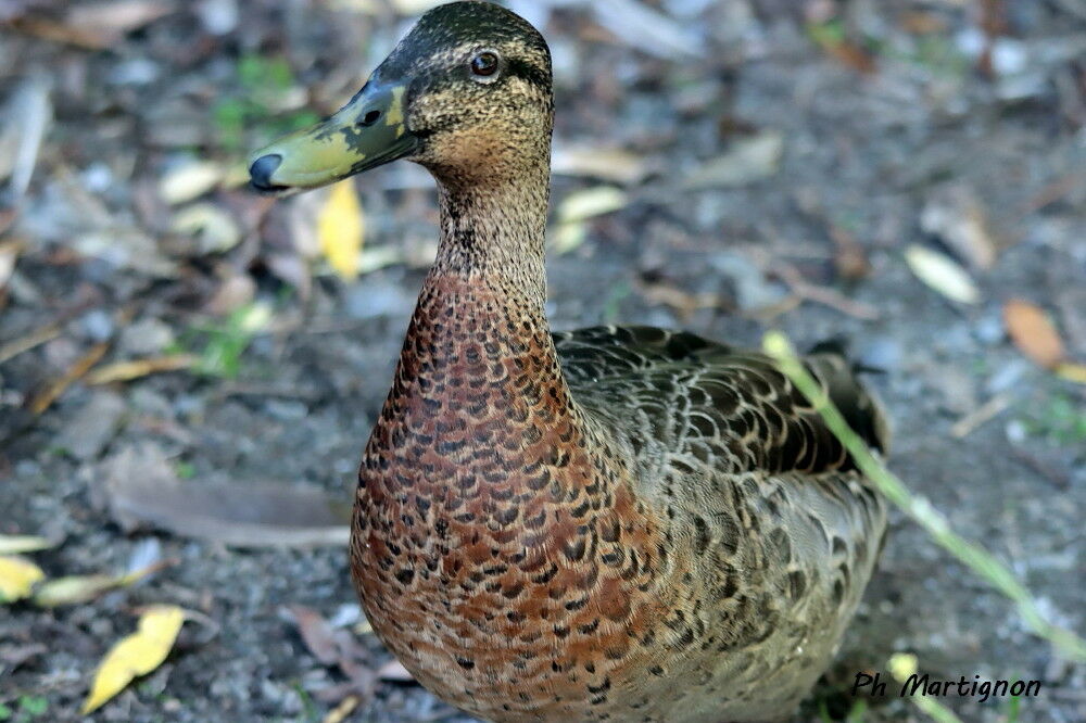 Dendrocygne à lunules, identification