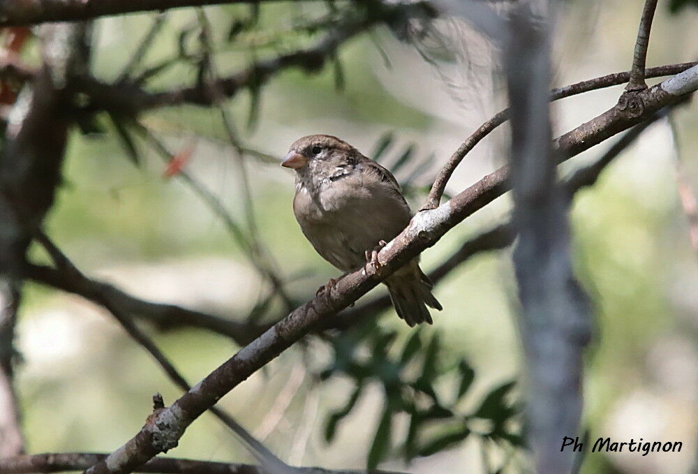 Dicée à bec épais, identification