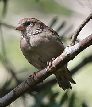 Dicée à bec épais