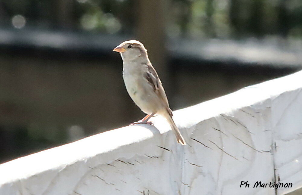 Dicée à bec épais