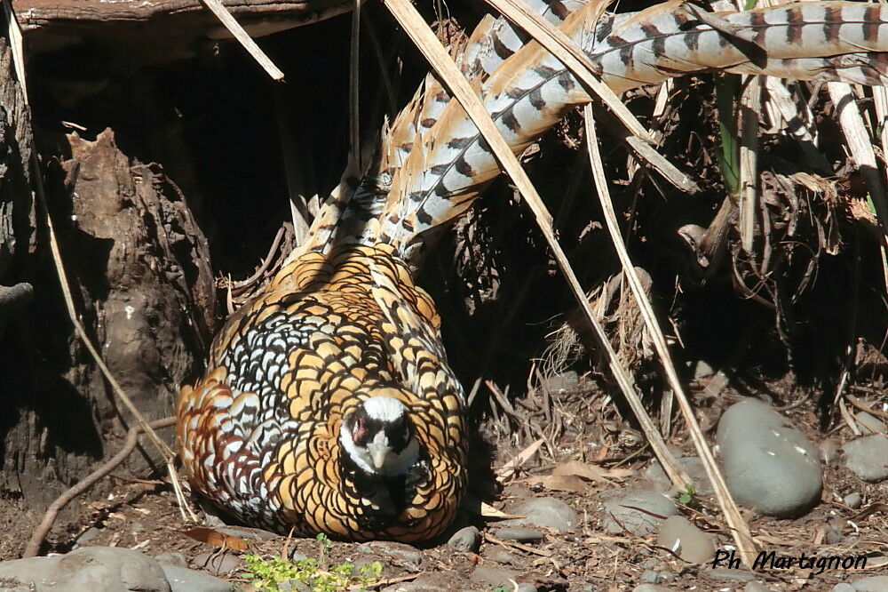 Faisan vénéré, identification