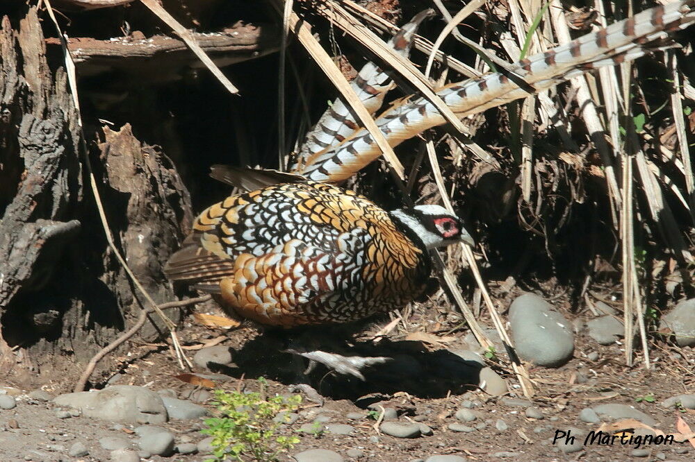 Faisan vénéré, identification