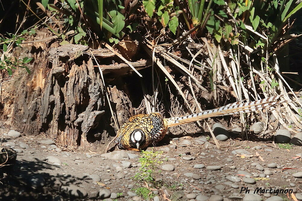 Faisan vénéré, identification