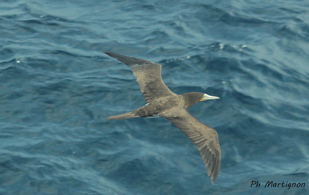 Fou brun, identification