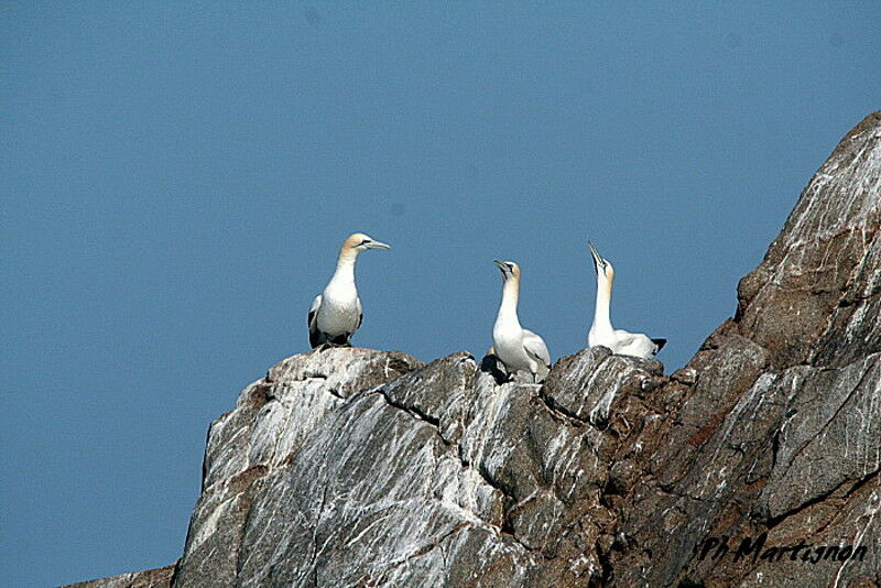 Fou de Bassan, identification