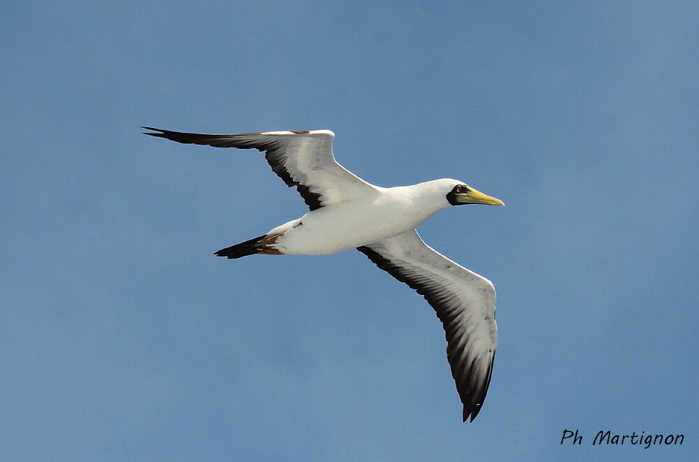 Masked Booby, identification