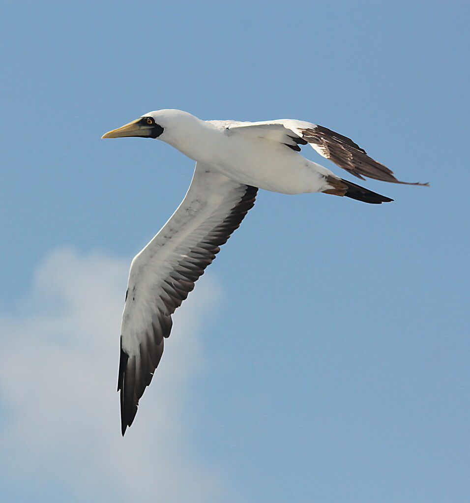 Masked Booby, Flight