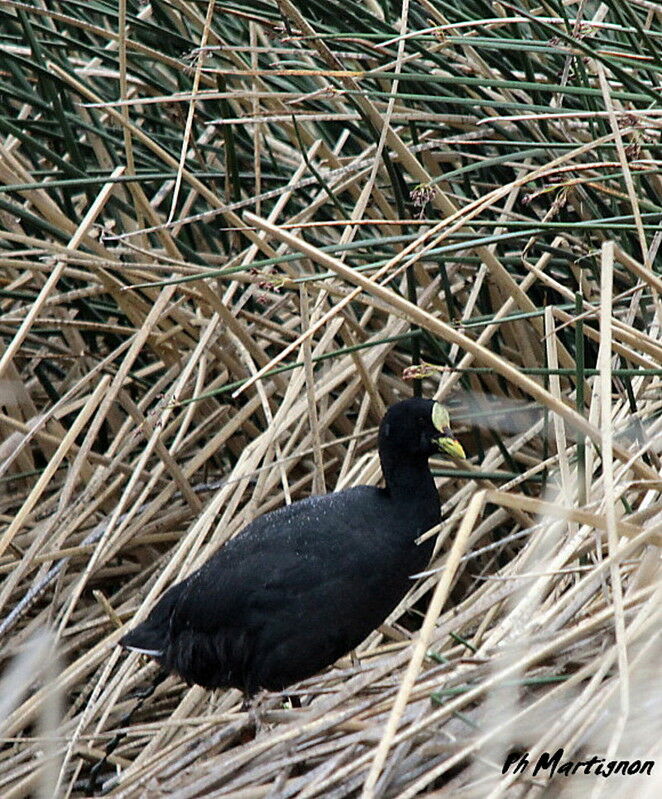 Red-gartered Coot