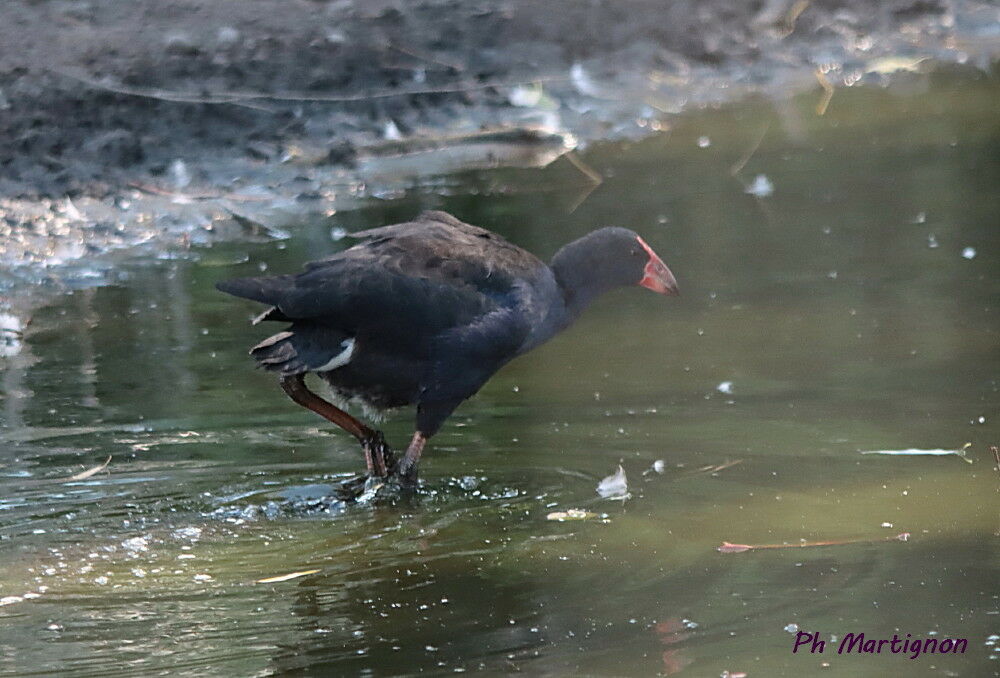 Gallinule sombre, identification