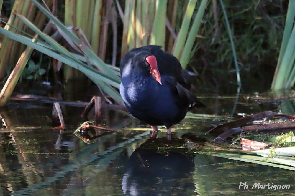 Gallinule sombre
