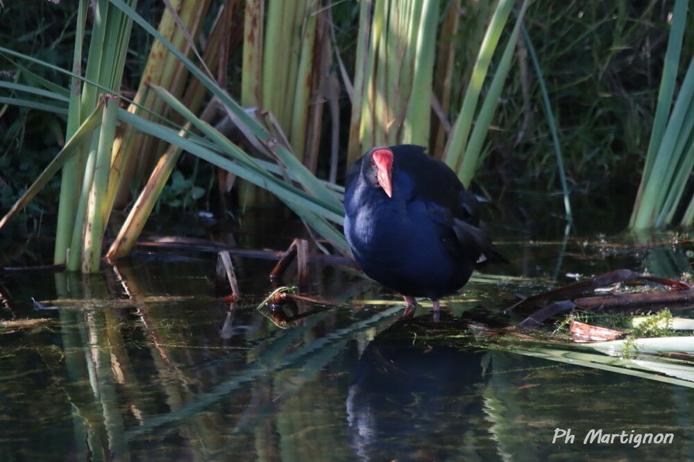Gallinule sombre