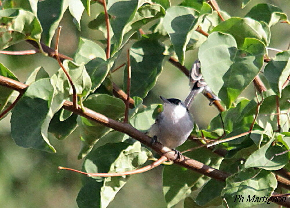 Gobemoucheron tropical, identification