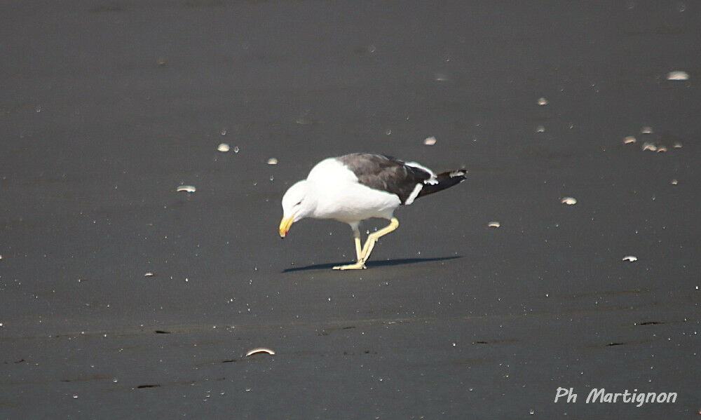 Goéland dominicain, identification