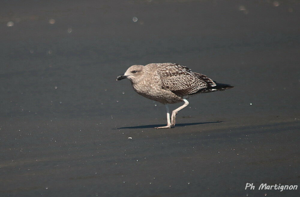 Goéland dominicainimmature, identification