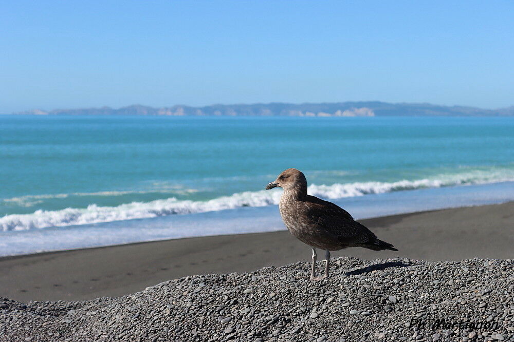 Goéland dominicainimmature, identification