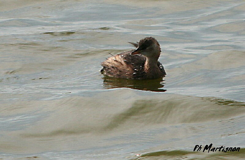 Little Grebejuvenile