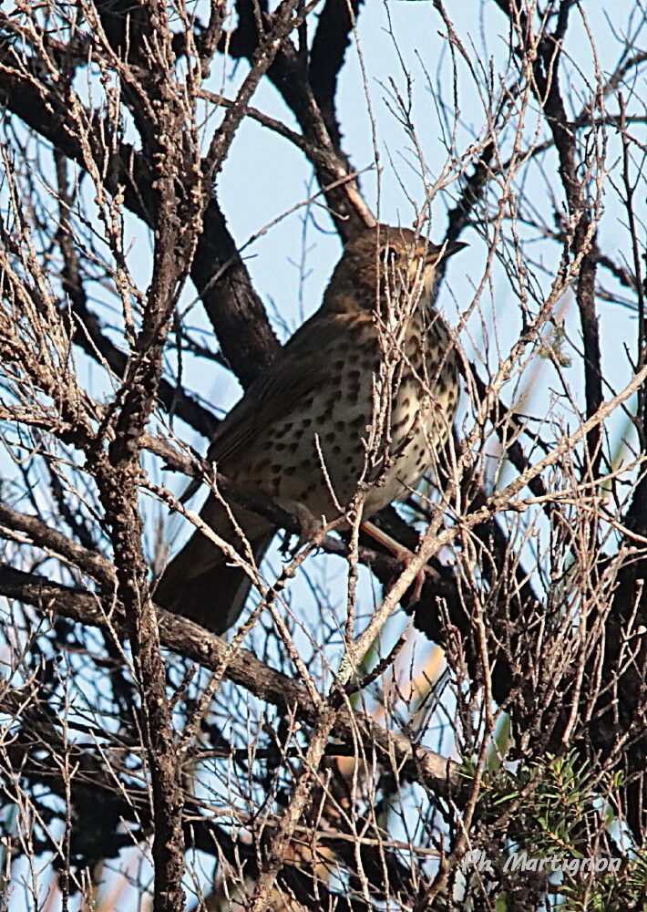Grive musicienne, identification