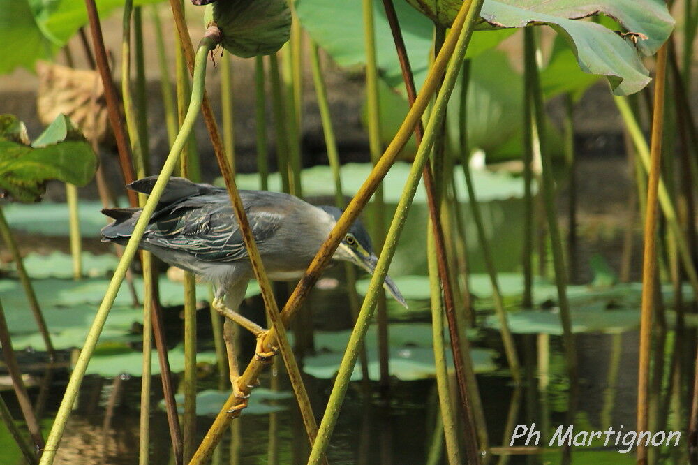 Little Heron, identification, fishing/hunting