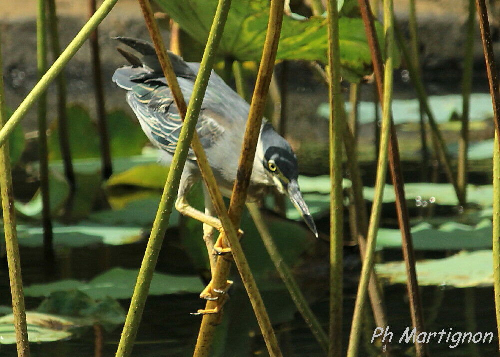 Little Heron, identification, fishing/hunting