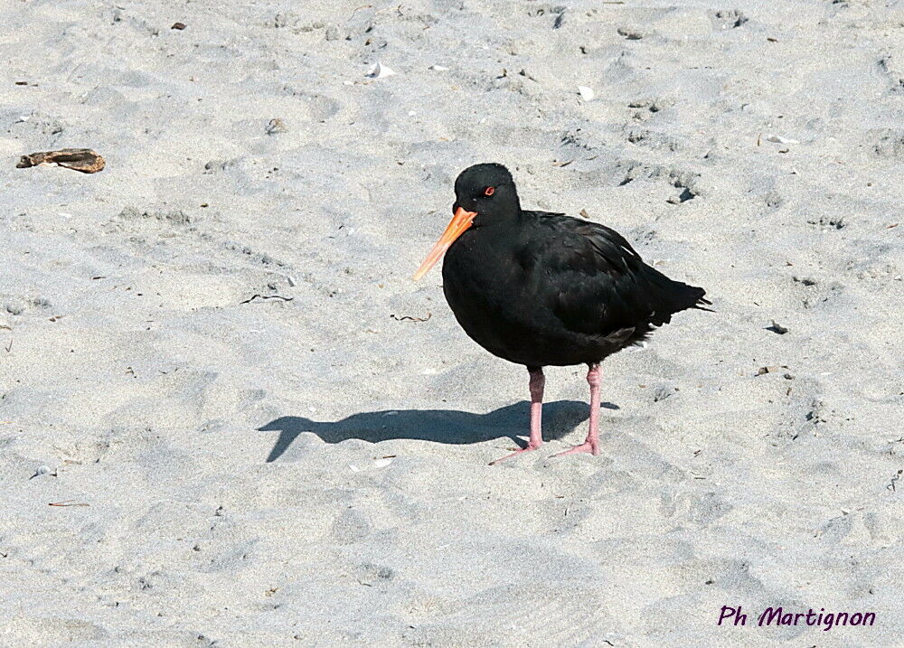 Huîtrier à long bec, identification
