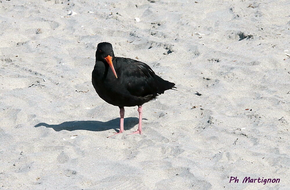 Huîtrier à long bec, identification