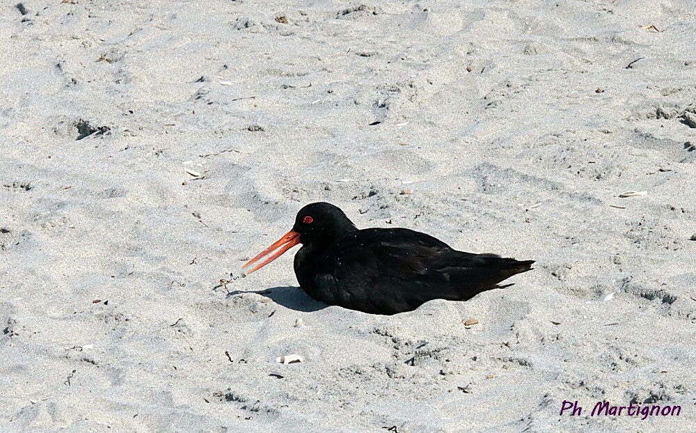 Huîtrier à long bec