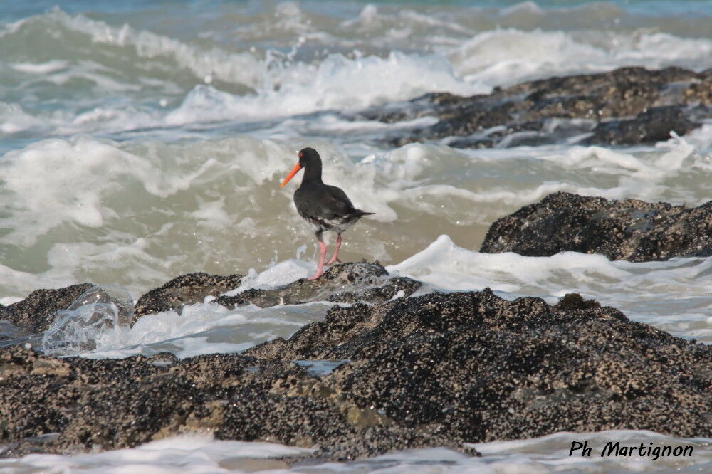 Huîtrier à long bec
