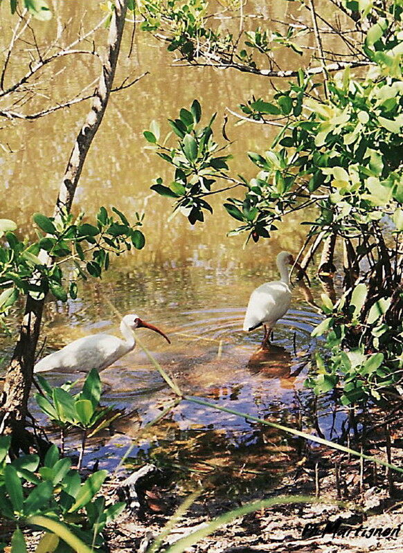 Ibis blanc, identification