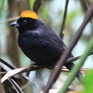 Tangara de Delattre