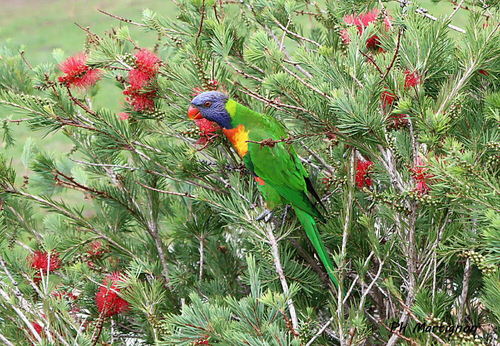 Loriquet de Swainson - Loriquet arc-en-ciel<br />, identification
