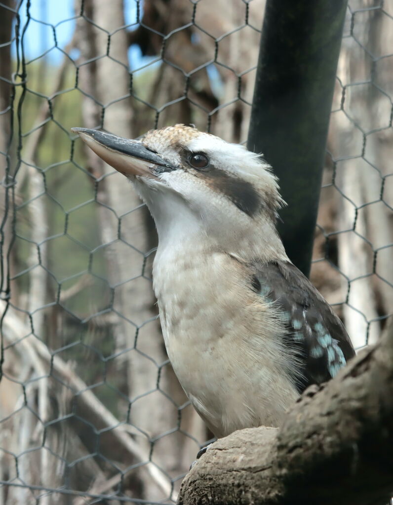 Martin-chasseur géant, identification