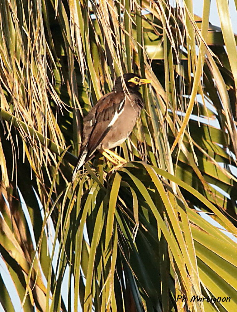 Martin triste, identification