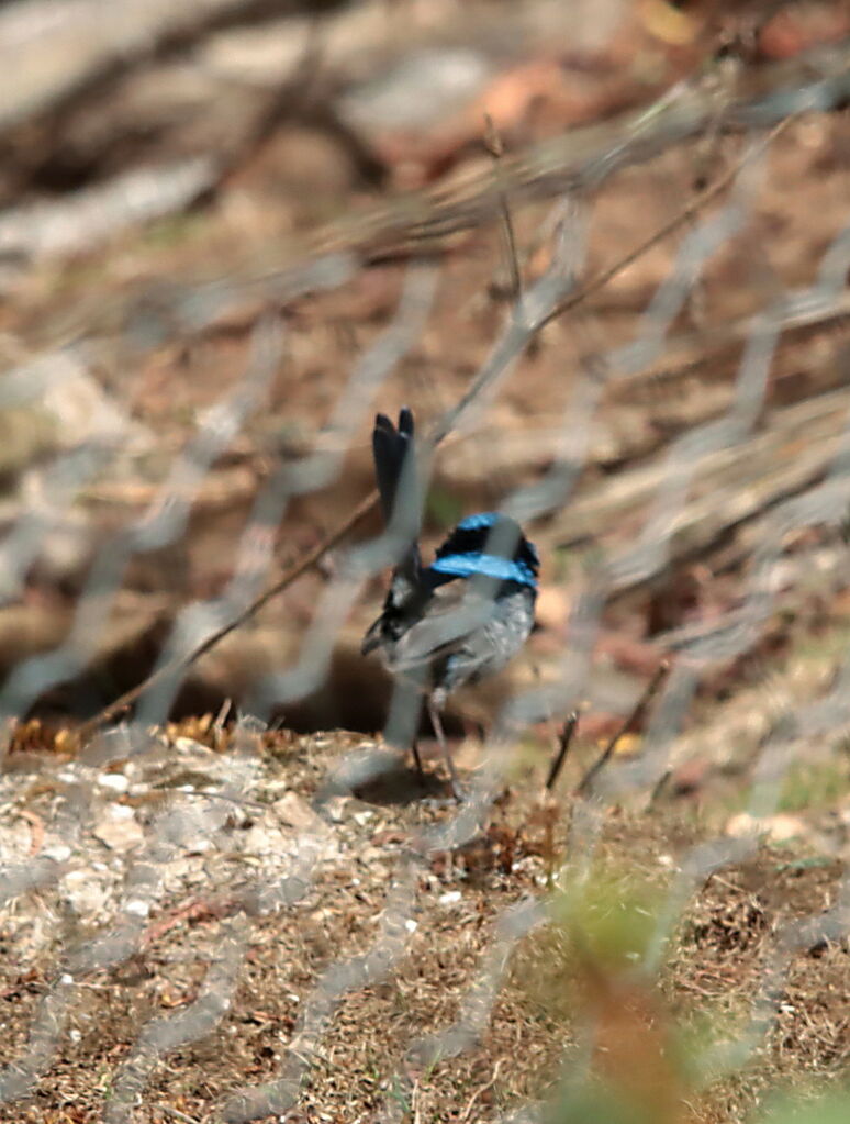 Mérion superbe, identification