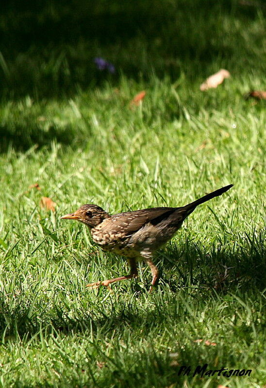Austral Thrush