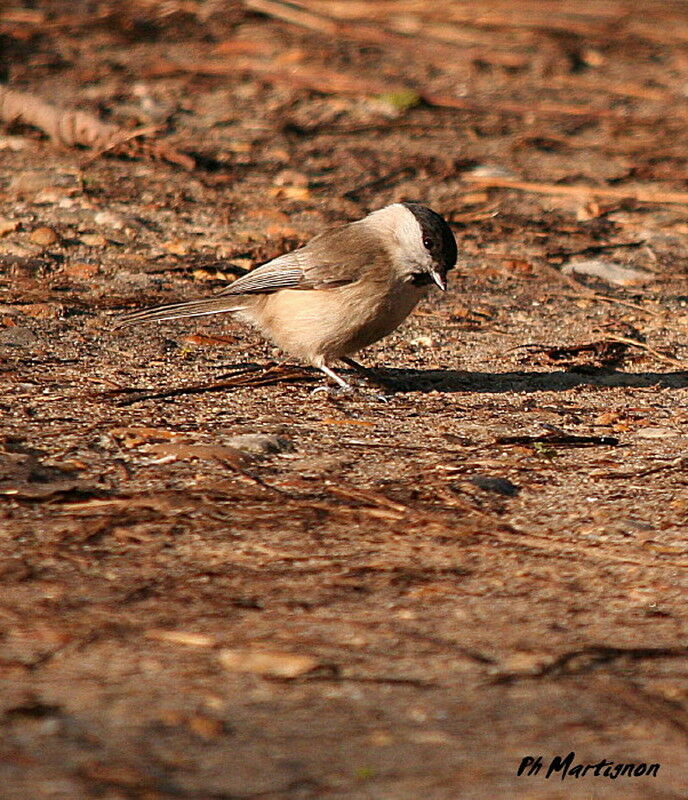 Mésange nonnette, identification