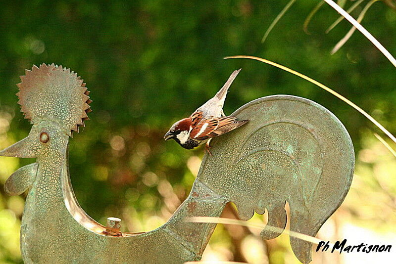 Moineau domestique mâle, identification