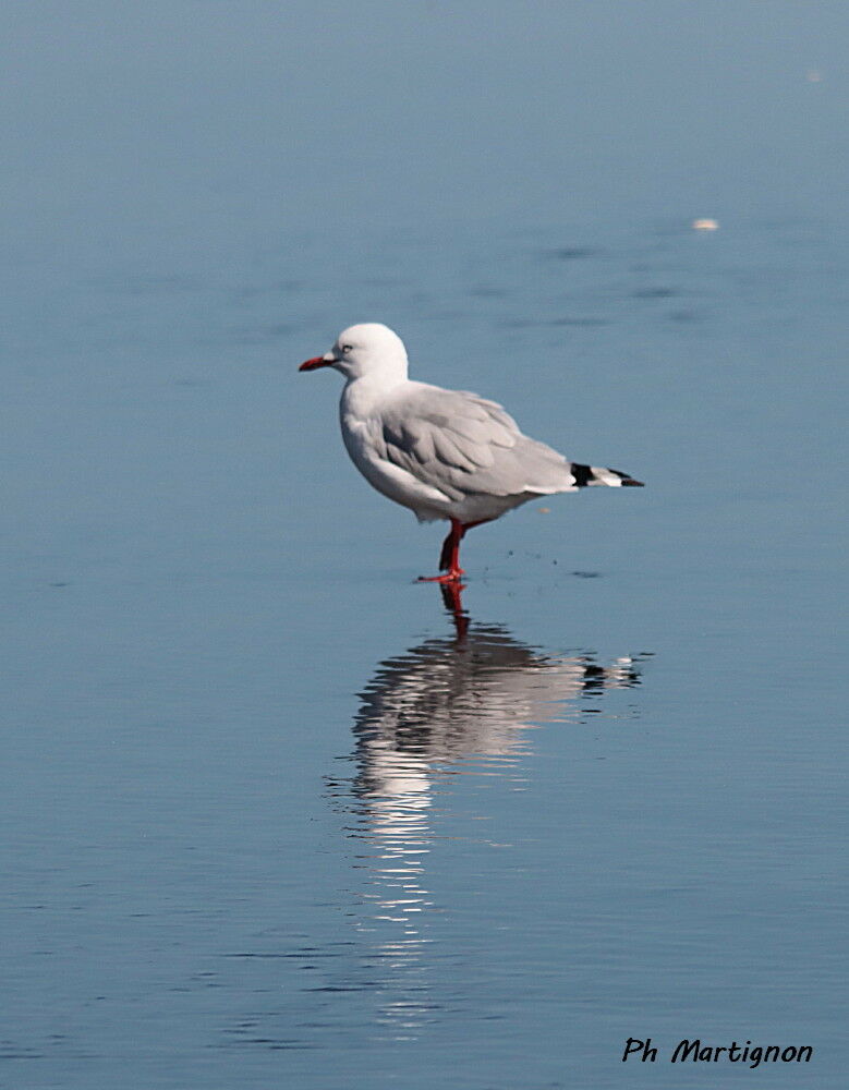 Mouette argentée