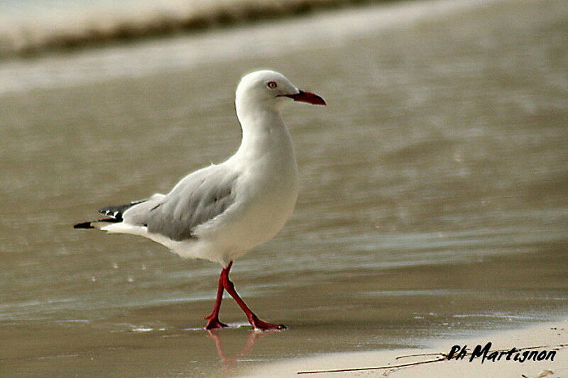 Silver Gull, identification