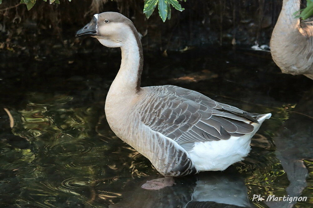 Oie cygnoïde, identification