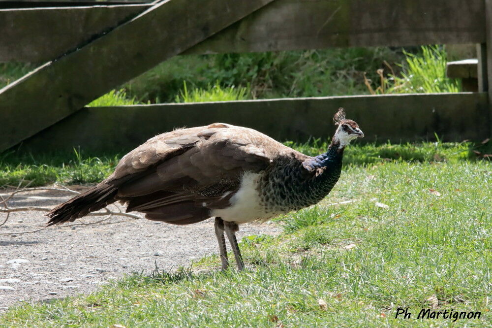 Paon bleu, identification