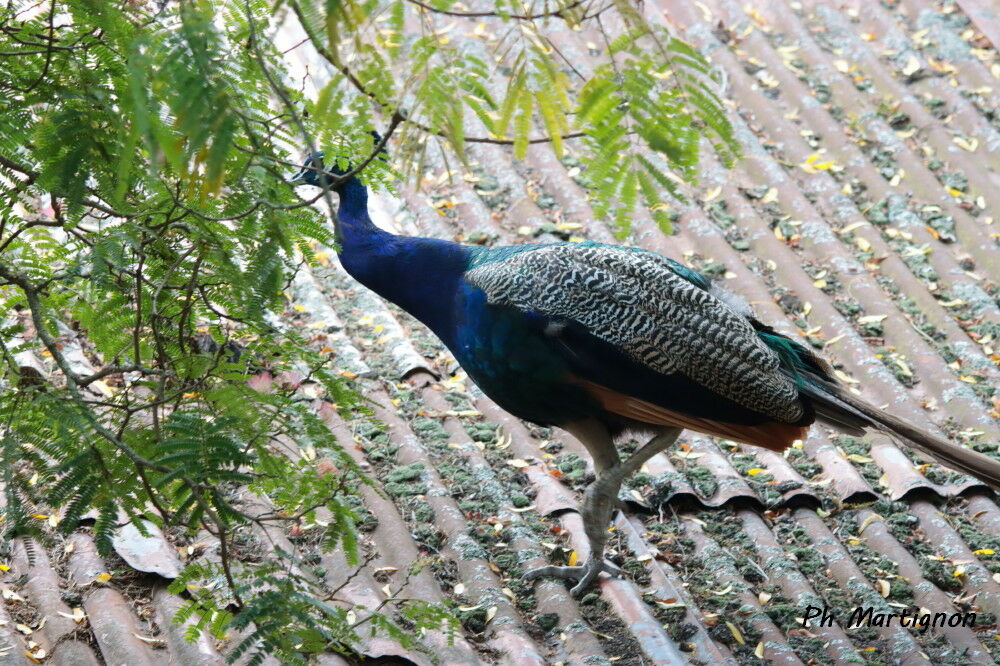 Paon bleu, identification