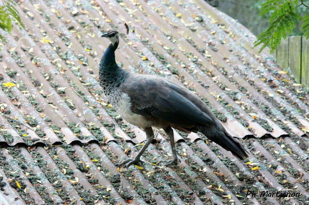 Paon bleu, identification