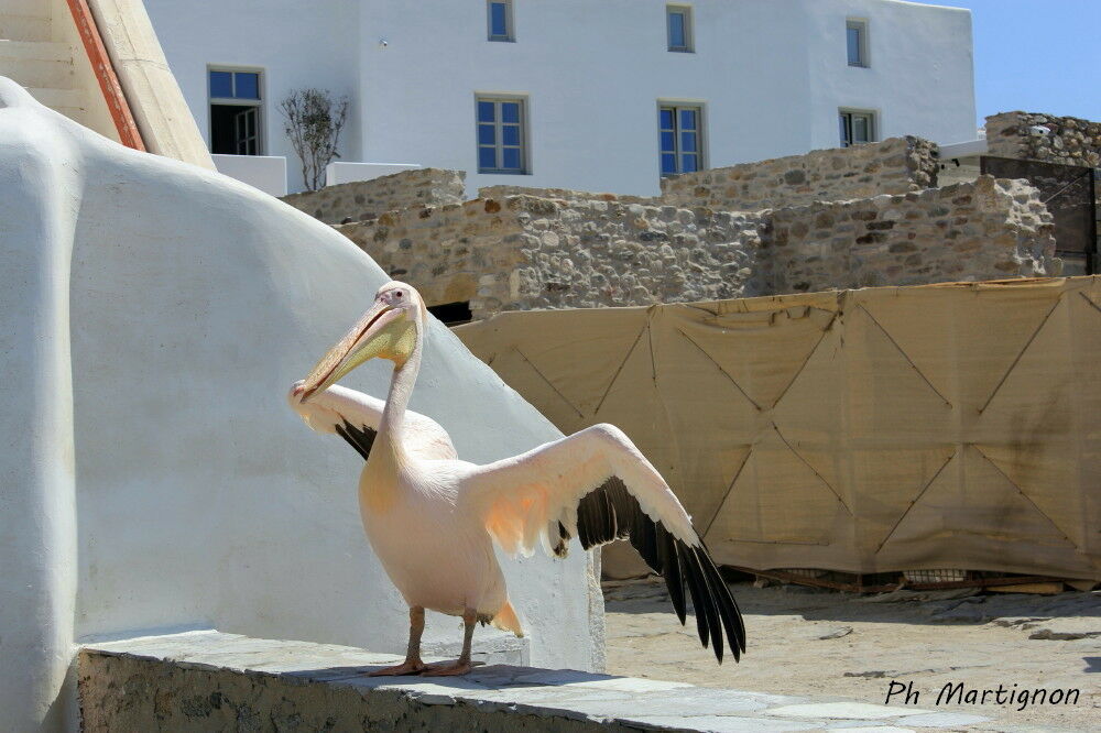 Great White Pelican, identification